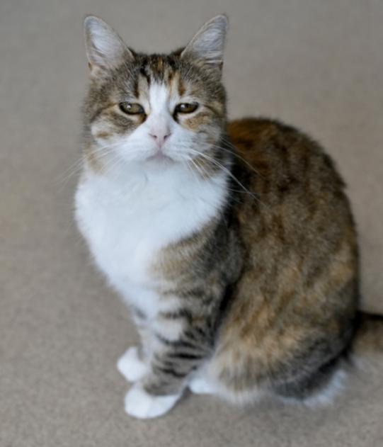 Enlarge Cookie, a Adoptable Domestic Short Hair in Marietta, GA image 1/3