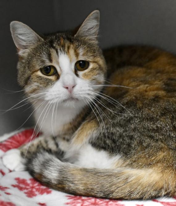 Enlarge Cookie, a Adoptable Domestic Short Hair in Marietta, GA image 2/3