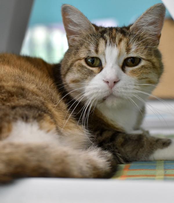 Enlarge Cookie, a Adoptable Domestic Short Hair in Marietta, GA image 3/3