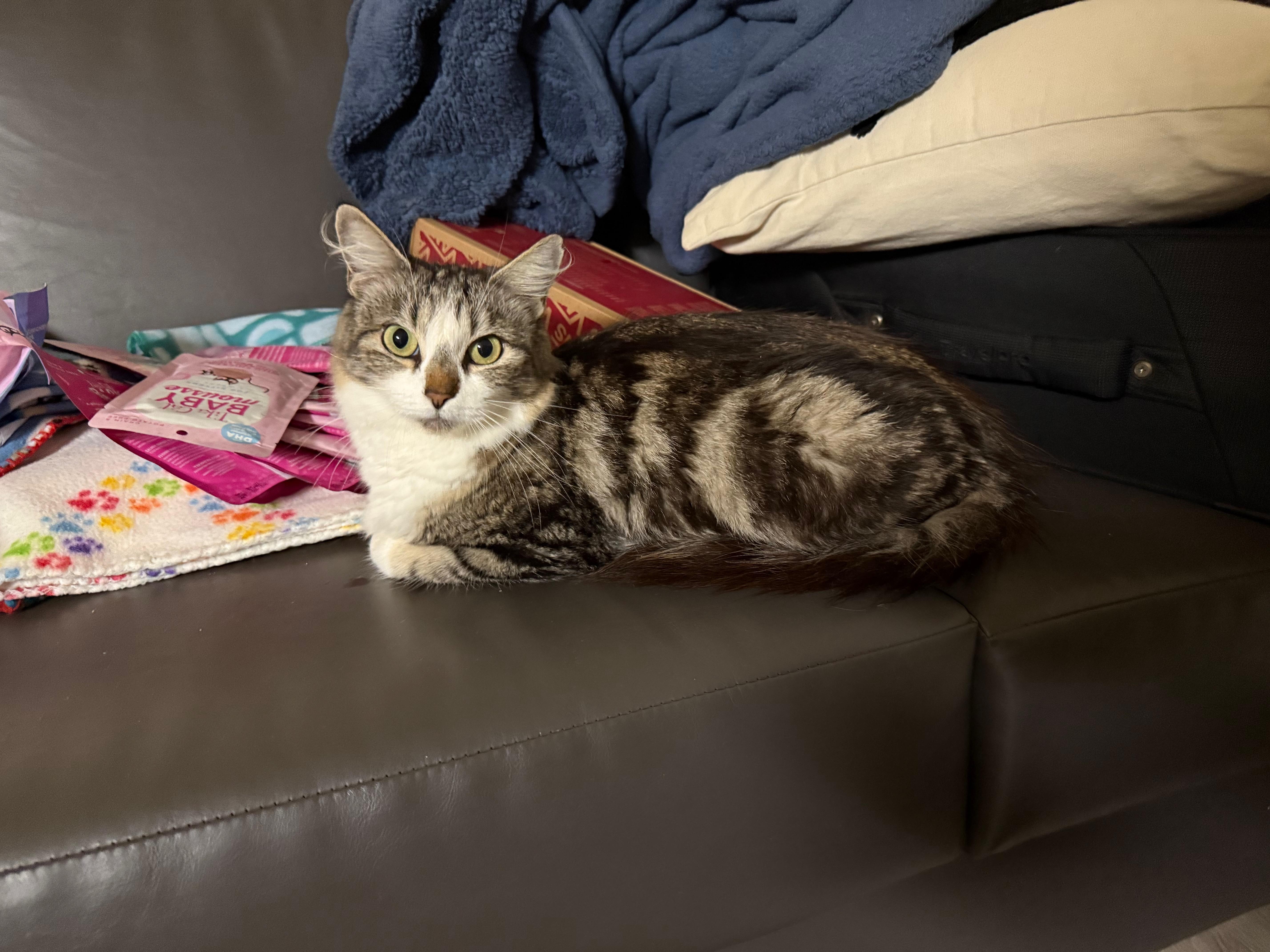 Enlarge Dandelion, a Adoptable Domestic Long Hair in San Luis Obispo, CA image 4/6