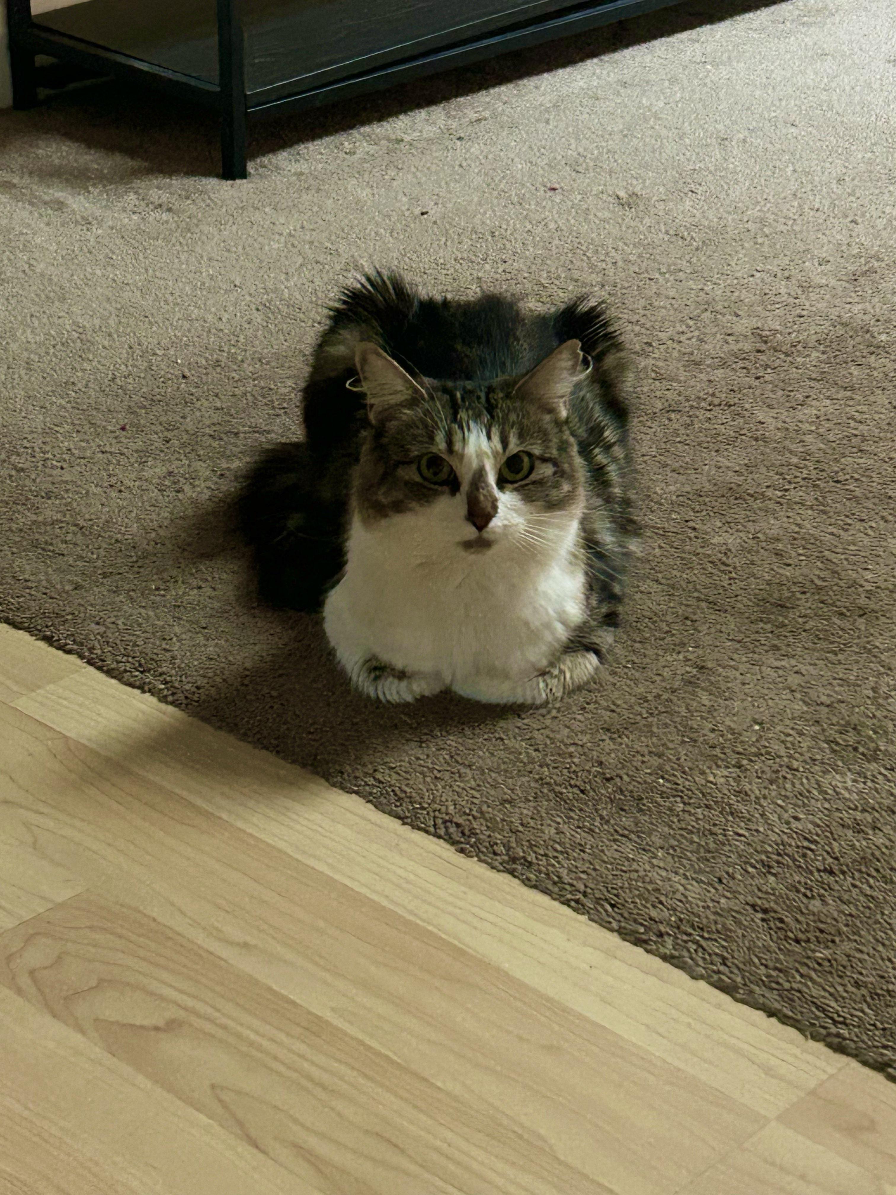 Enlarge Dandelion, a Adoptable Domestic Long Hair in San Luis Obispo, CA image 6/6