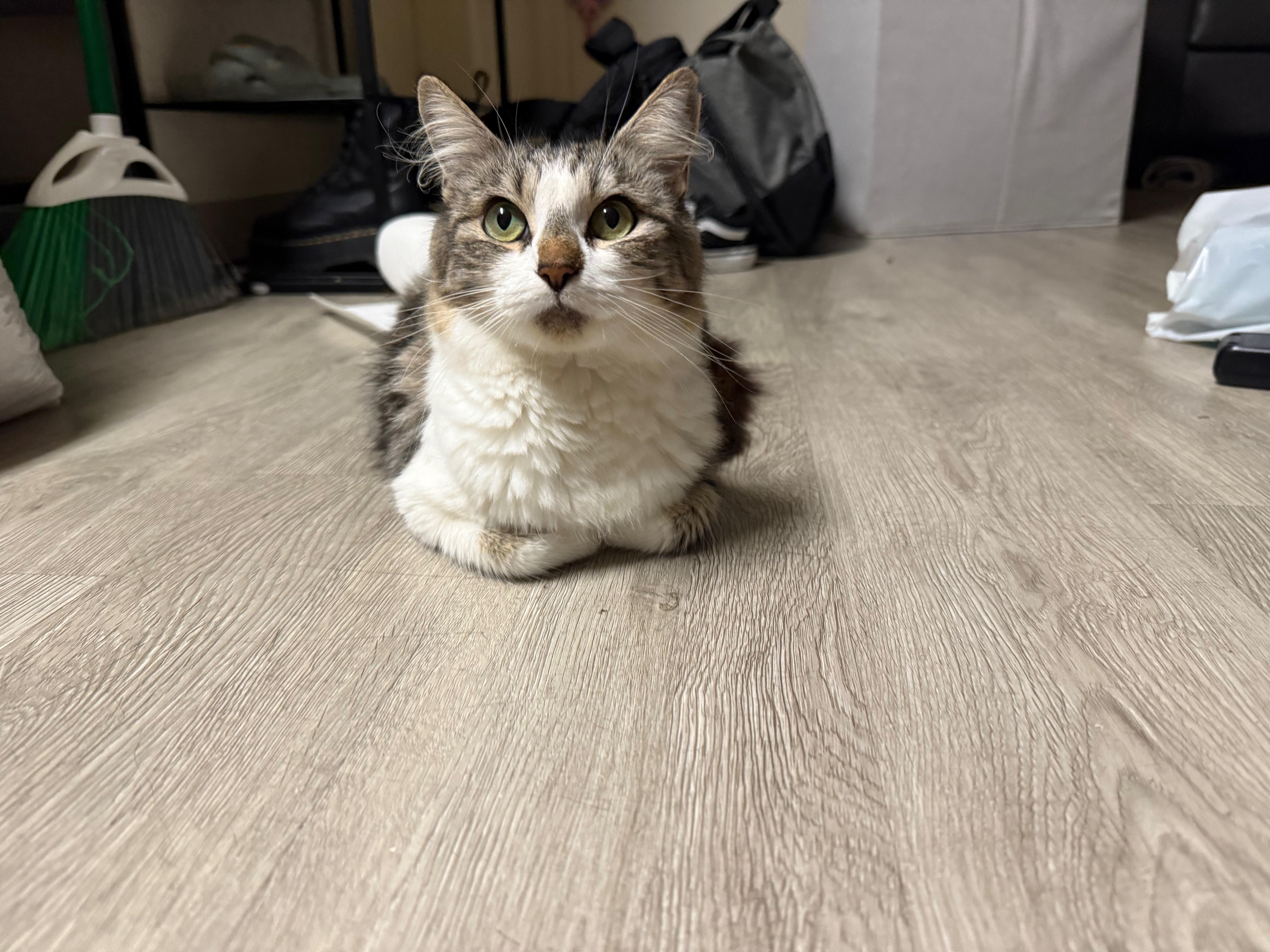 Enlarge Dandelion, a Adoptable Domestic Long Hair in San Luis Obispo, CA image 3/6