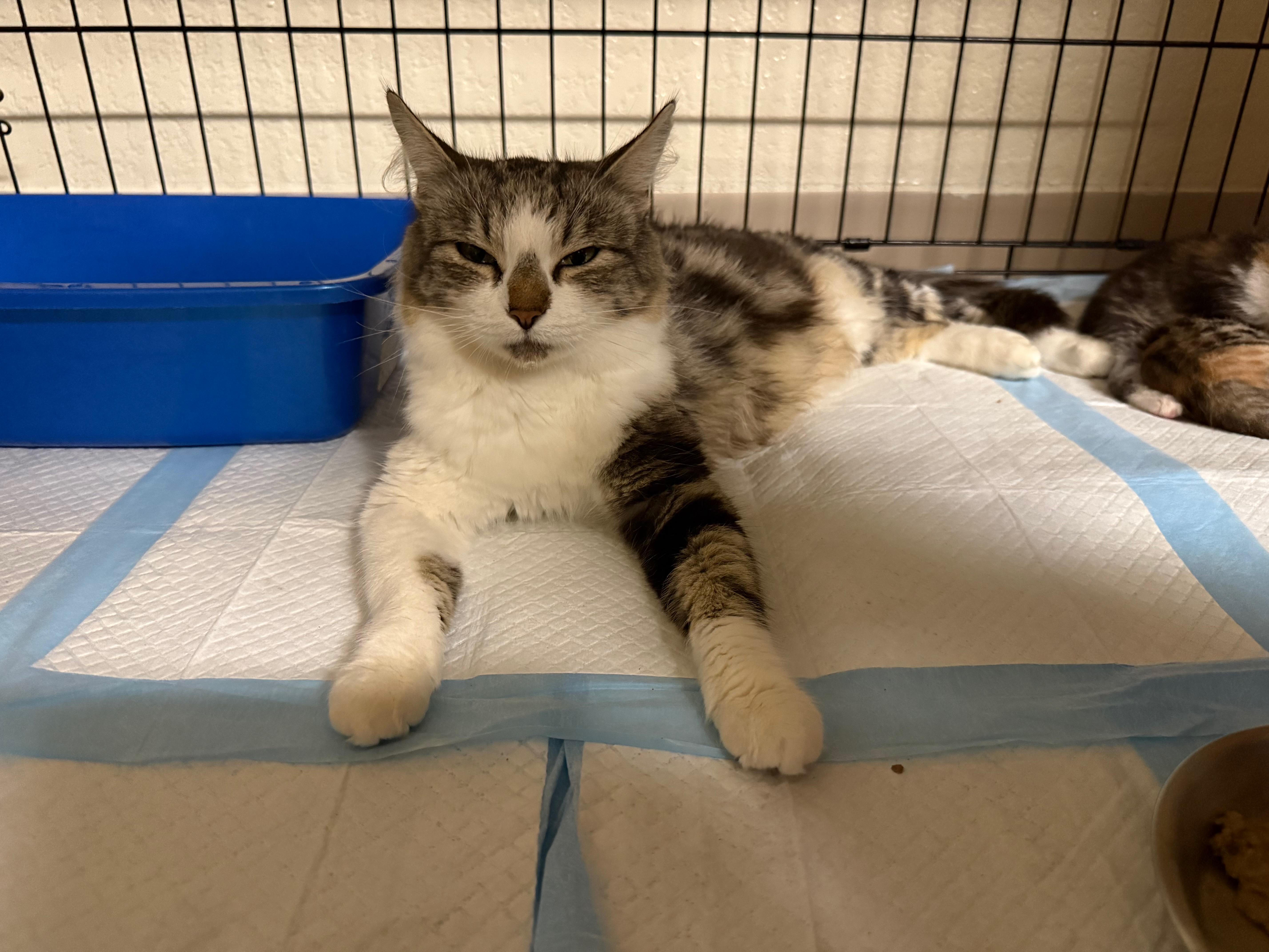 Enlarge Dandelion, a Adoptable Domestic Long Hair in San Luis Obispo, CA image 5/6