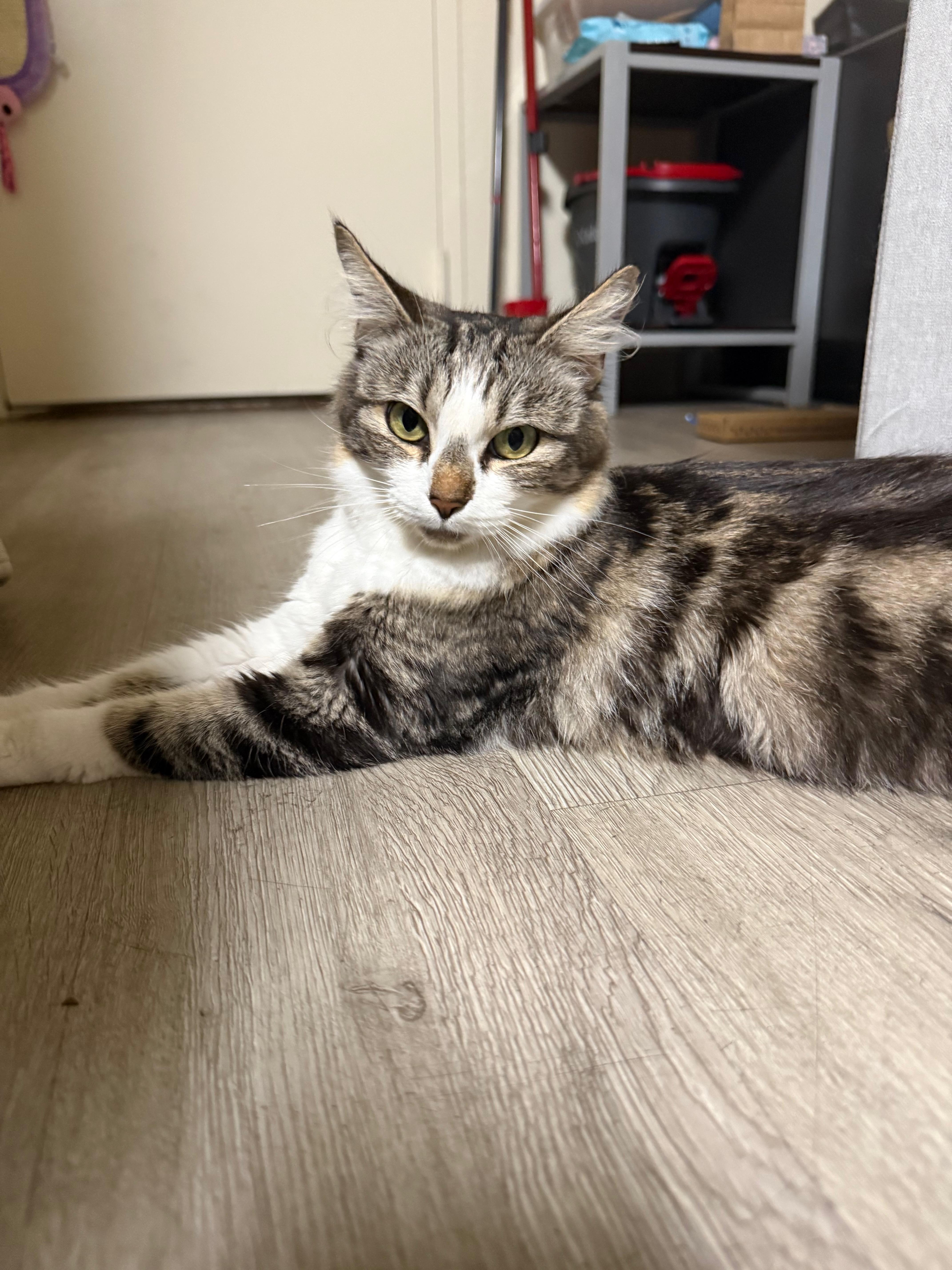 Dandelion, Adoptable, Adult Female Domestic Long Hair.