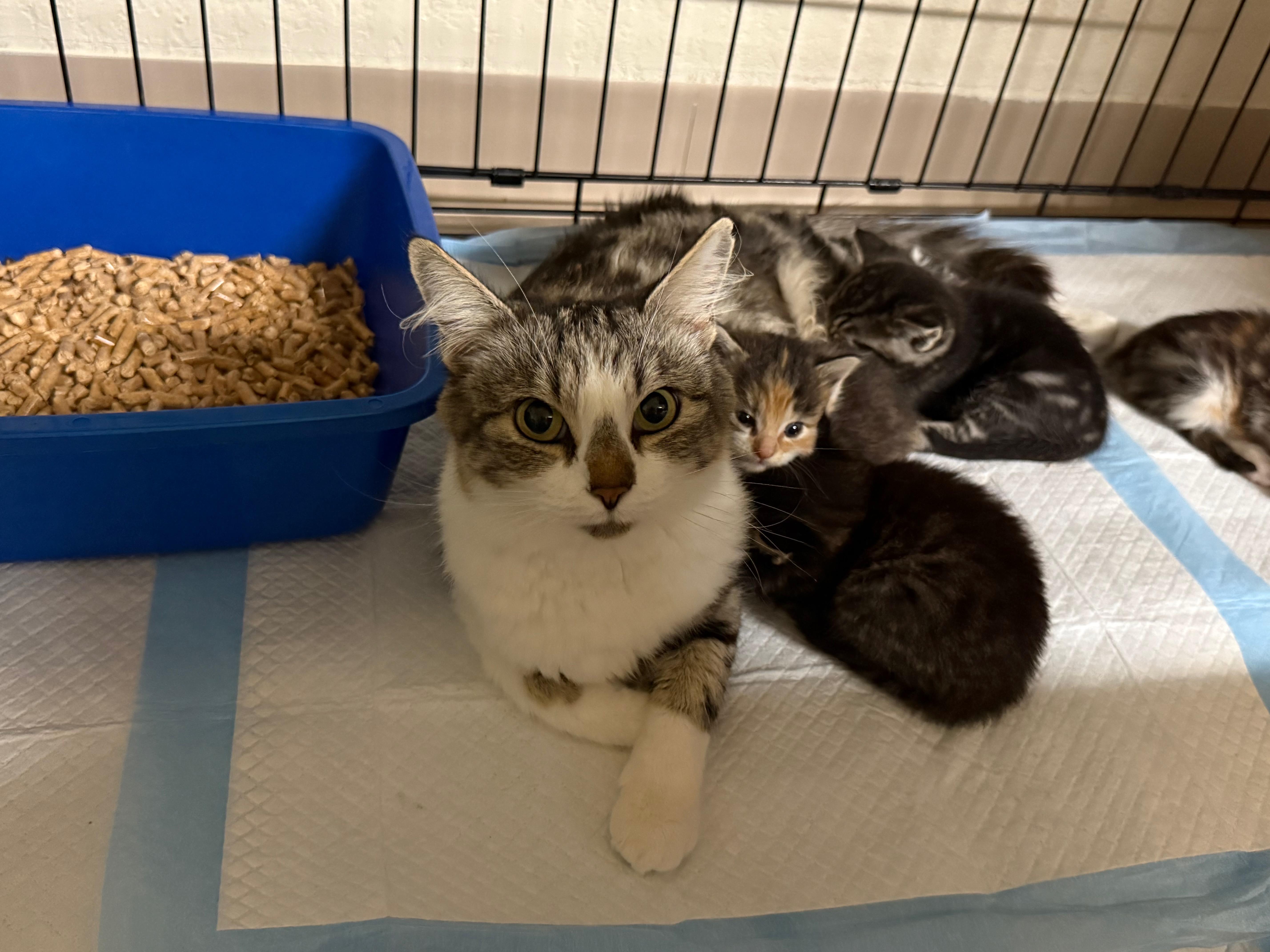 Enlarge Dandelion, a Adoptable Domestic Long Hair in San Luis Obispo, CA image 2/6