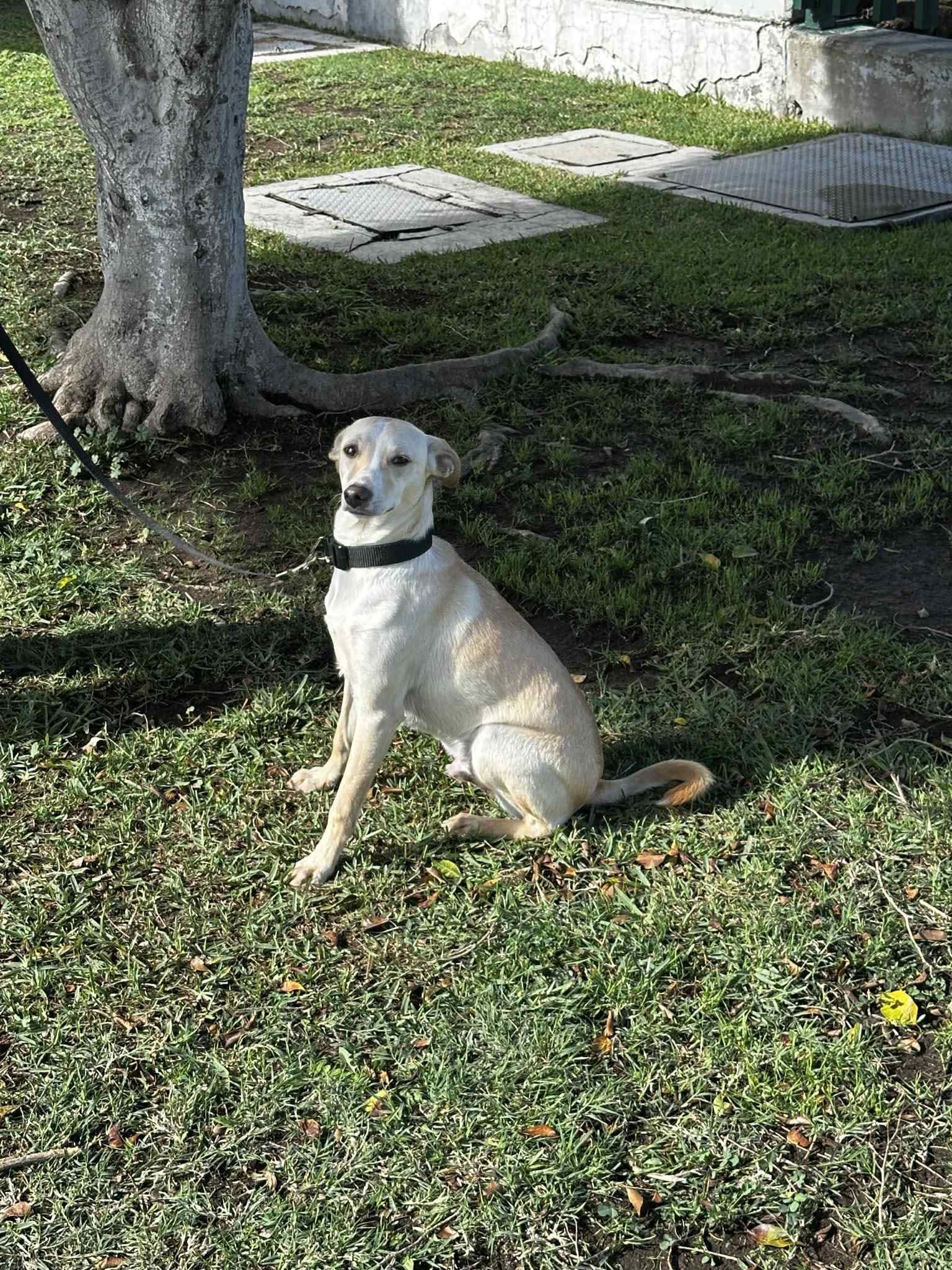Colt, a Adoptable Mixed Breed in Puyallup, WA image 3/5