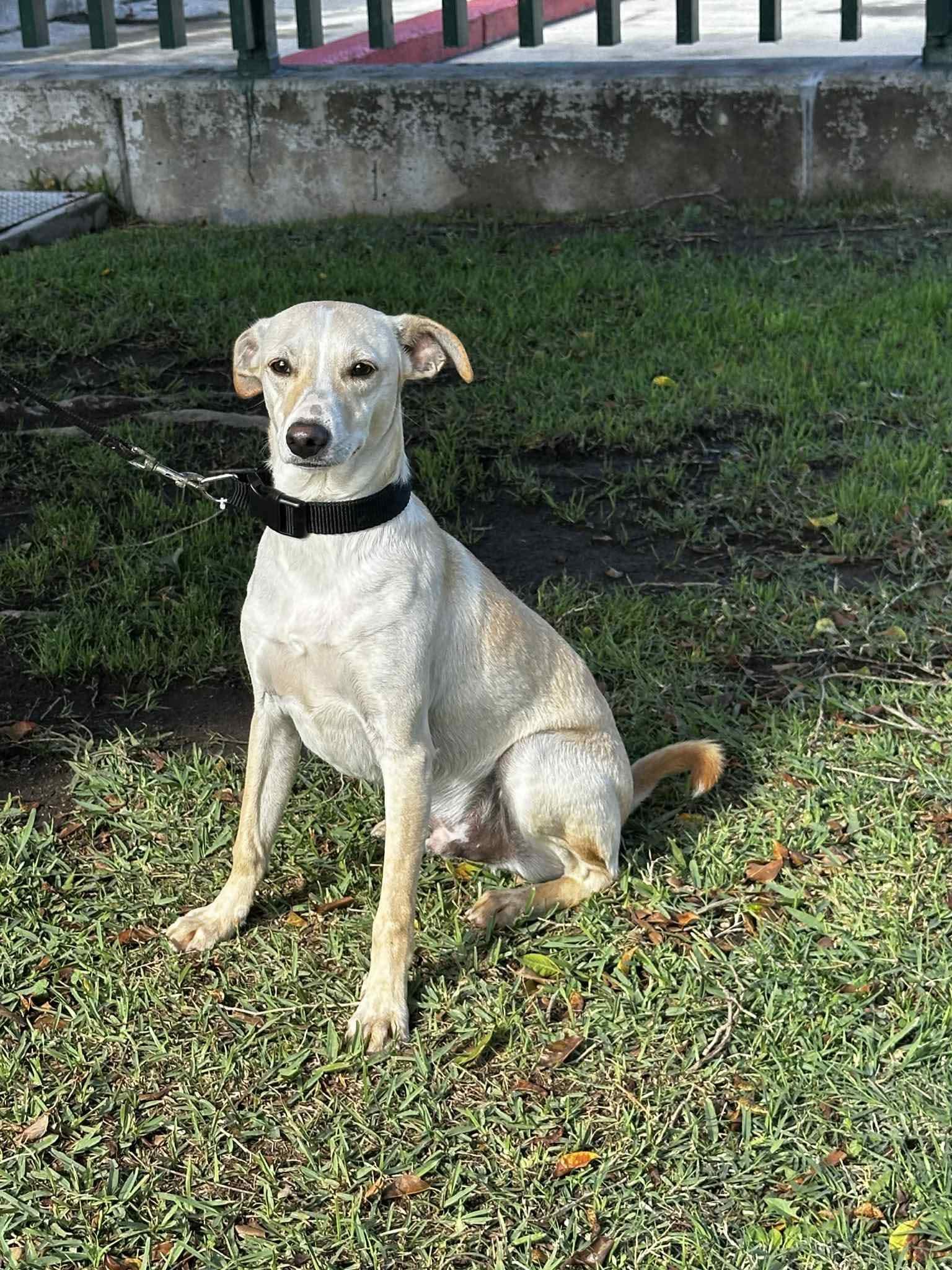 Colt, a Adoptable Mixed Breed in Puyallup, WA image 2/5