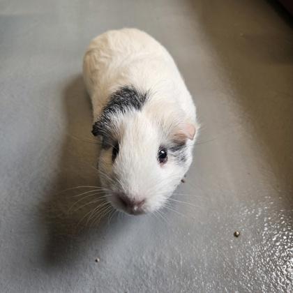 Bubbles, Adoptable, Adult Female Guinea Pig & Guinea Pig.