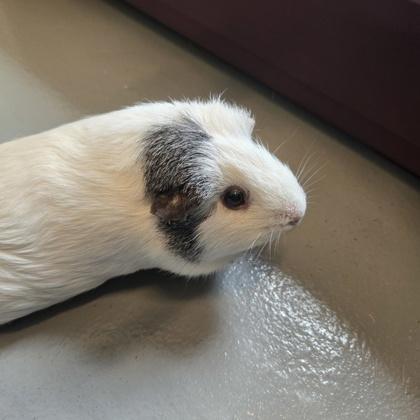 Enlarge Bubbles, a Adoptable mixed breed in New Hope, PA image 2/2