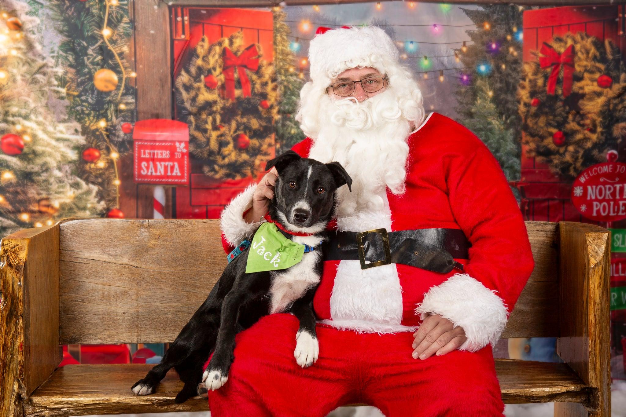 Enlarge Jack, a ADOPTABLE mixed breed in South Bend, IN image 1/6