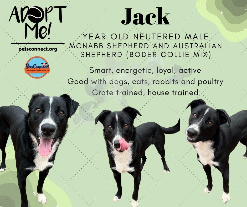 Jack Sparrow, ADOPTABLE, Young Male McNab & Australian Shepherd.