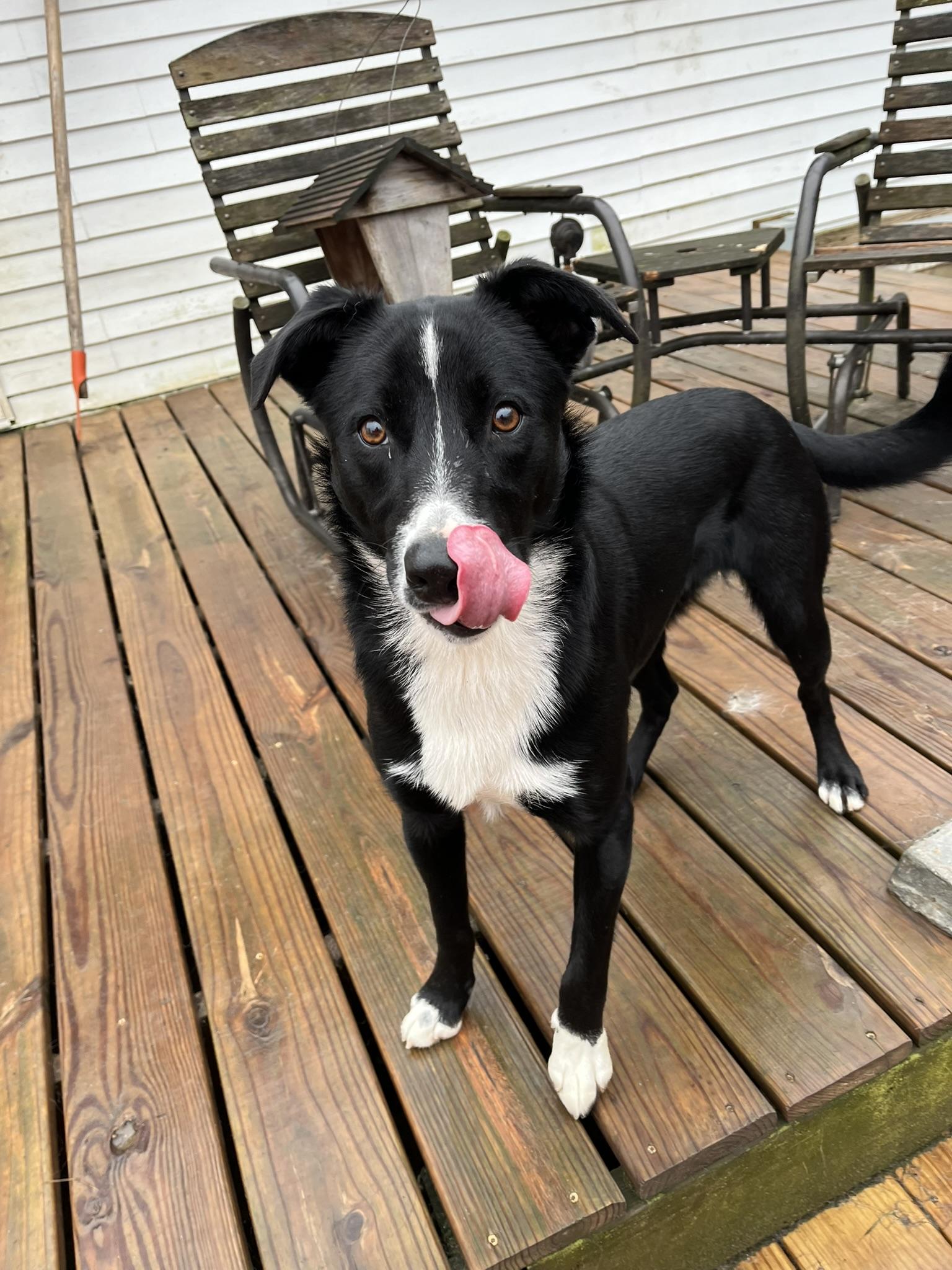 Enlarge Jack Sparrow, a ADOPTABLE mixed breed in South Bend, IN image 2/5
