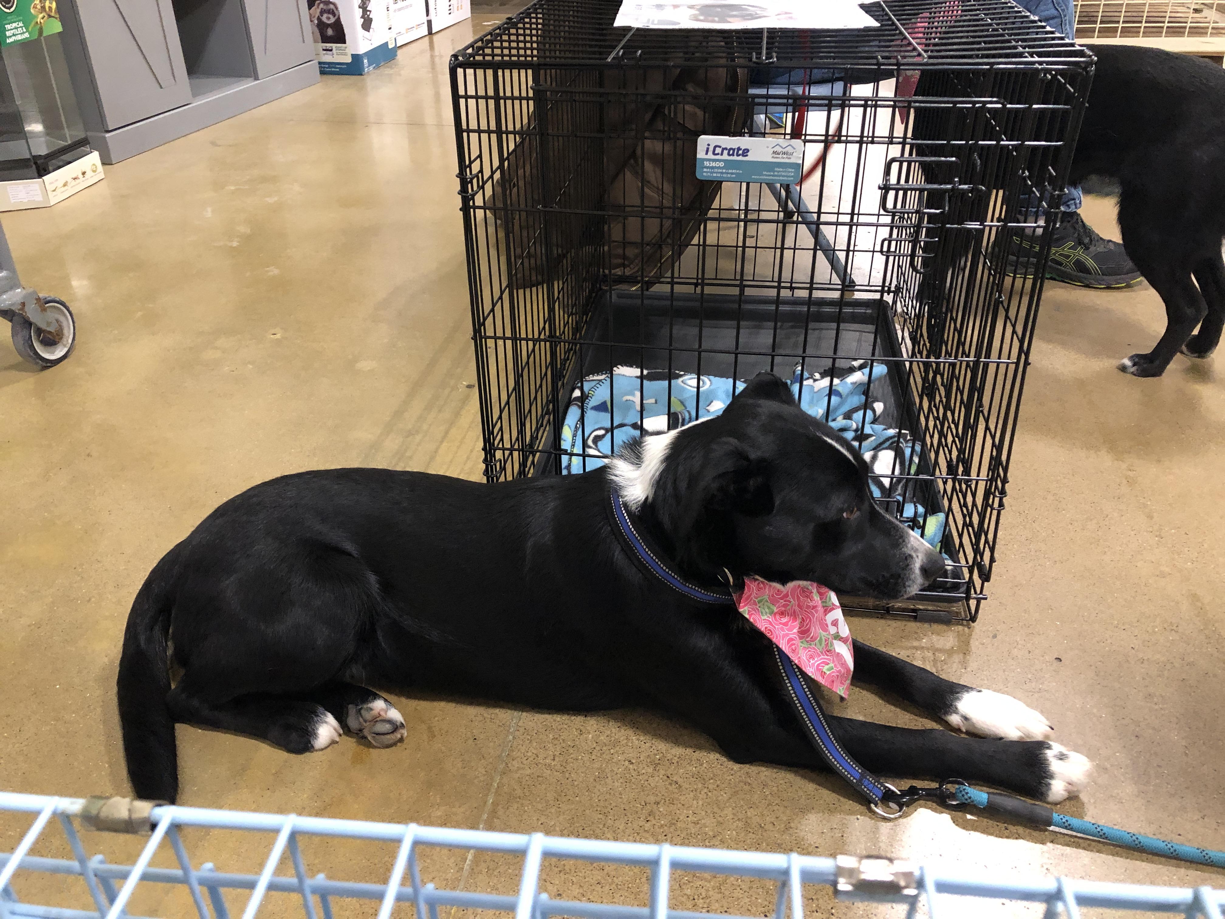 Enlarge Jack, a ADOPTABLE mixed breed in South Bend, IN image 2/5