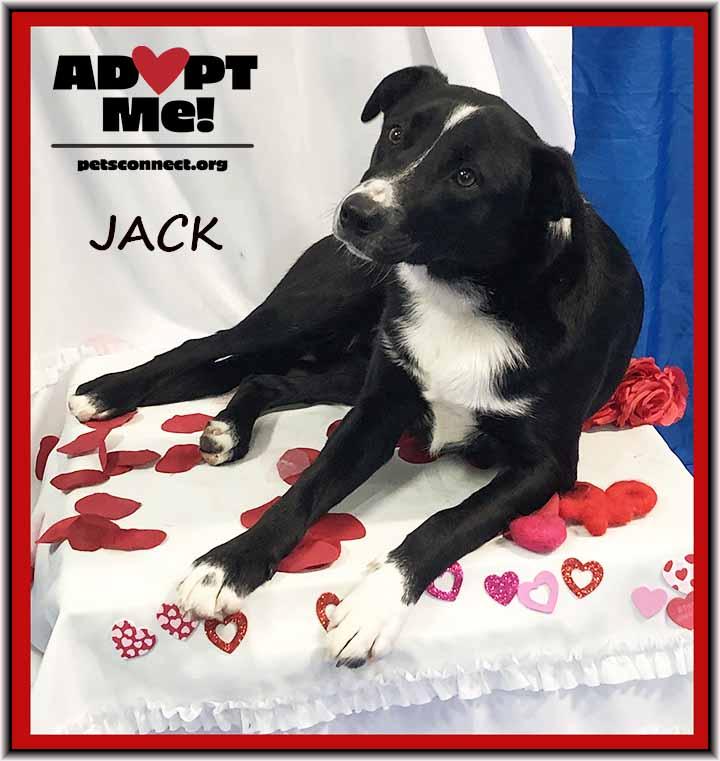 Jack, ADOPTABLE, Puppy Male McNab & Australian Shepherd.