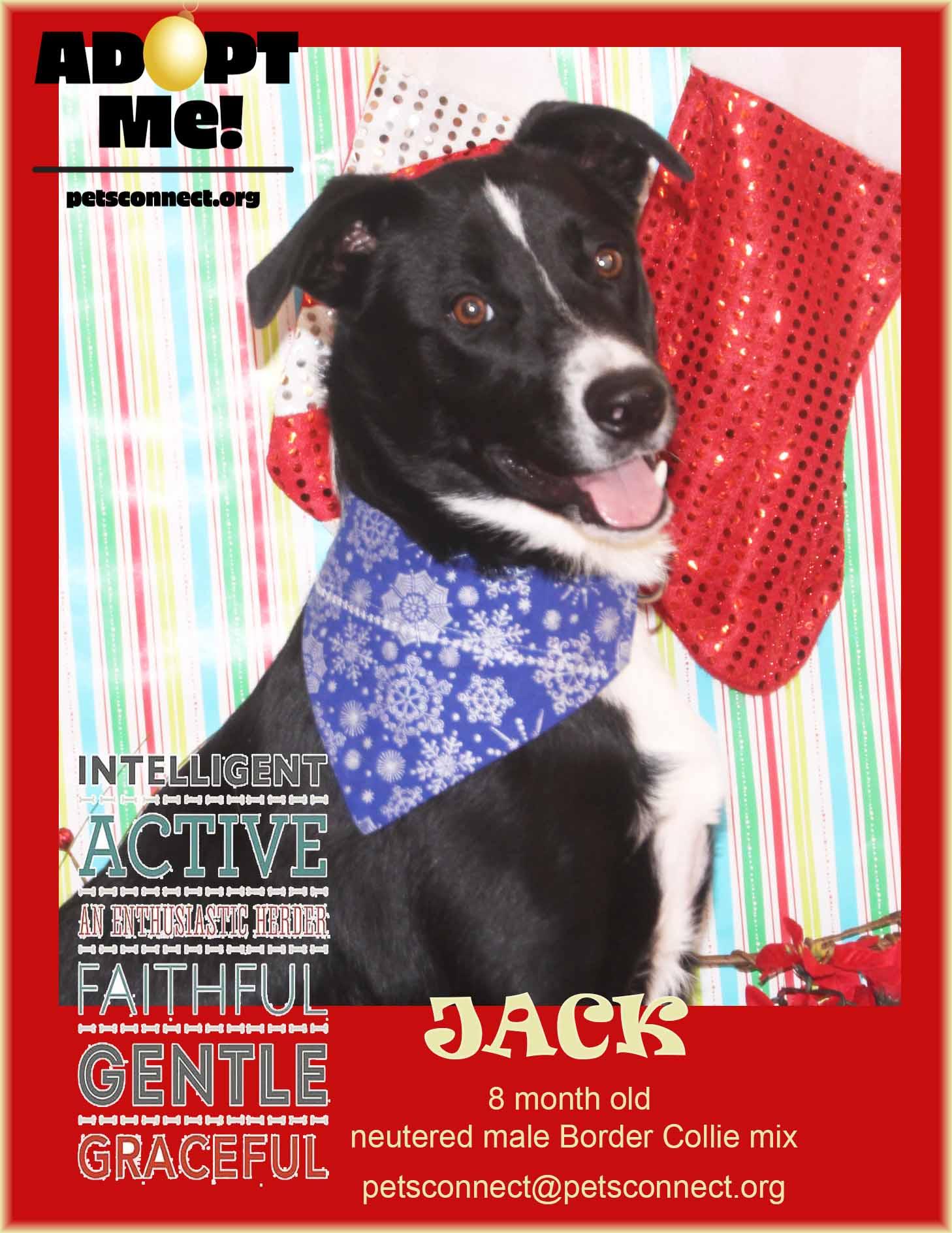 Enlarge Jack, a ADOPTABLE mixed breed in South Bend, IN image 2/6