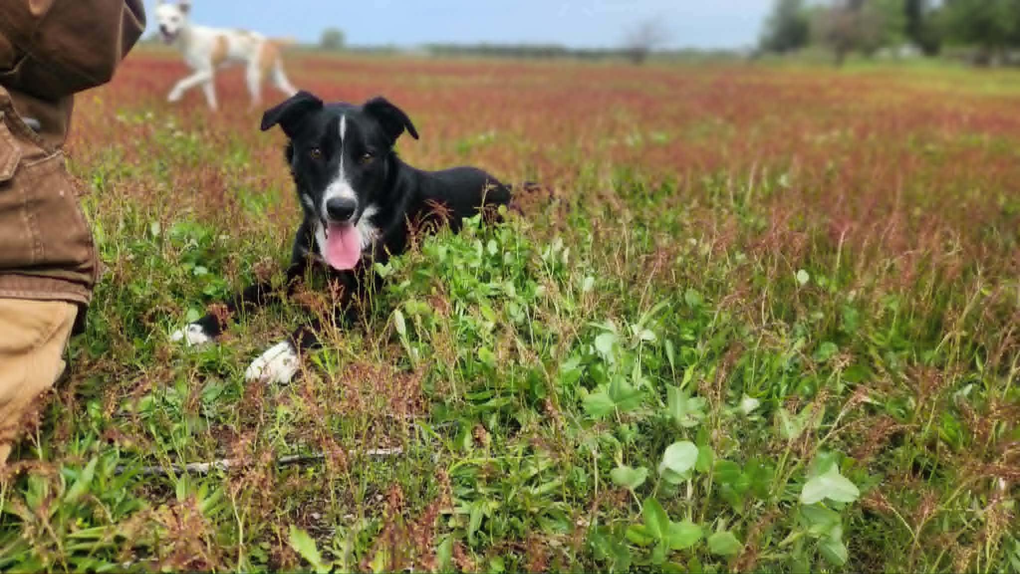 Enlarge Jack Sparrow, a ADOPTABLE mixed breed in South Bend, IN image 5/5