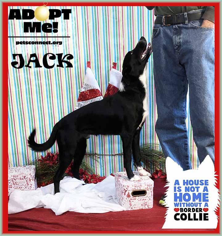 Enlarge Jack, a ADOPTABLE mixed breed in South Bend, IN image 3/6