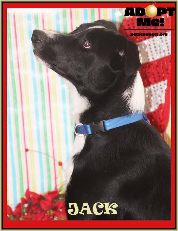 Enlarge Jack, a ADOPTABLE mixed breed in South Bend, IN image 4/6