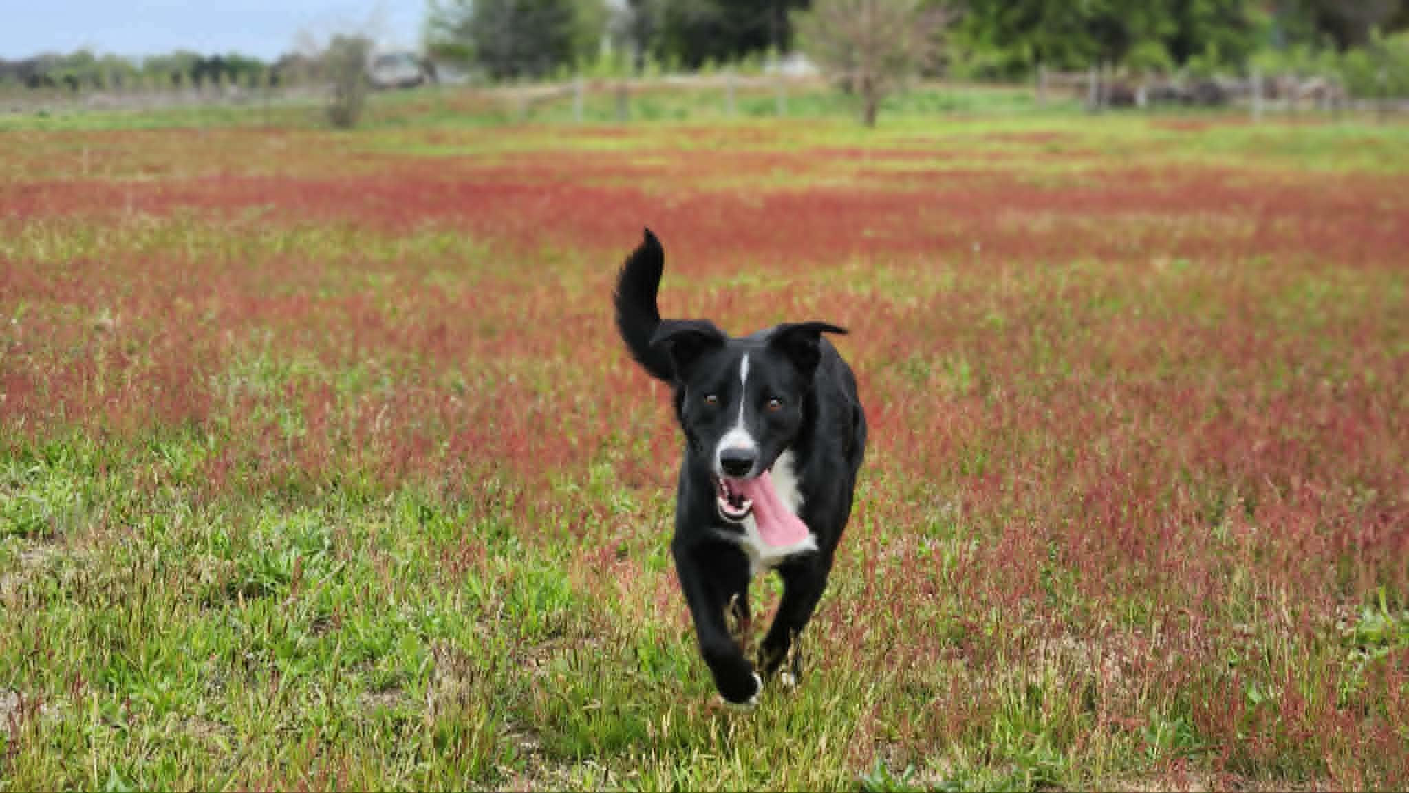 Enlarge Jack Sparrow, a ADOPTABLE mixed breed in South Bend, IN image 4/5