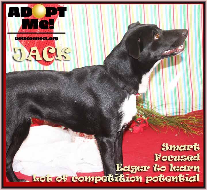 Enlarge Jack, a ADOPTABLE mixed breed in South Bend, IN image 5/6