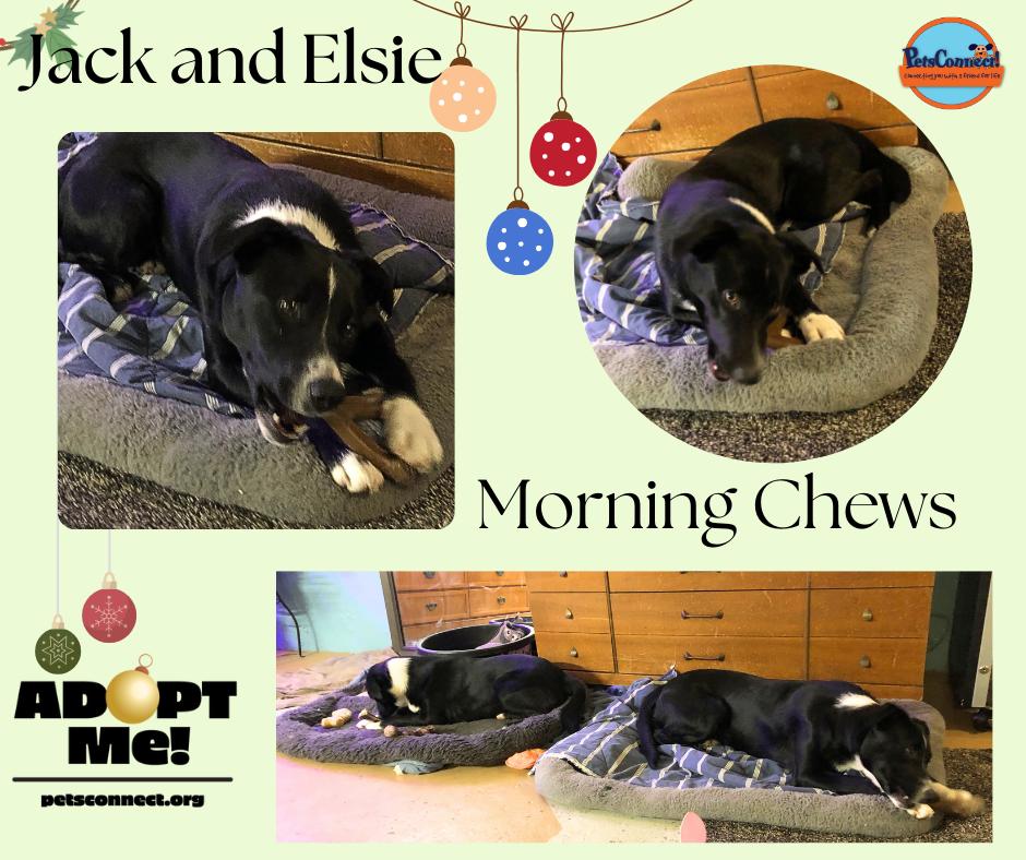 Enlarge Jack, a ADOPTABLE mixed breed in South Bend, IN image 6/6