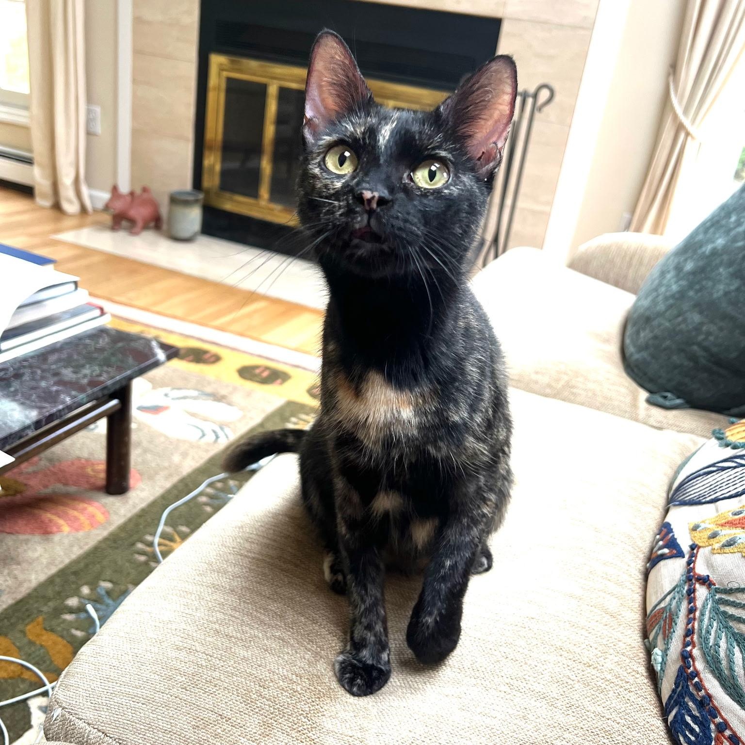 Penelope