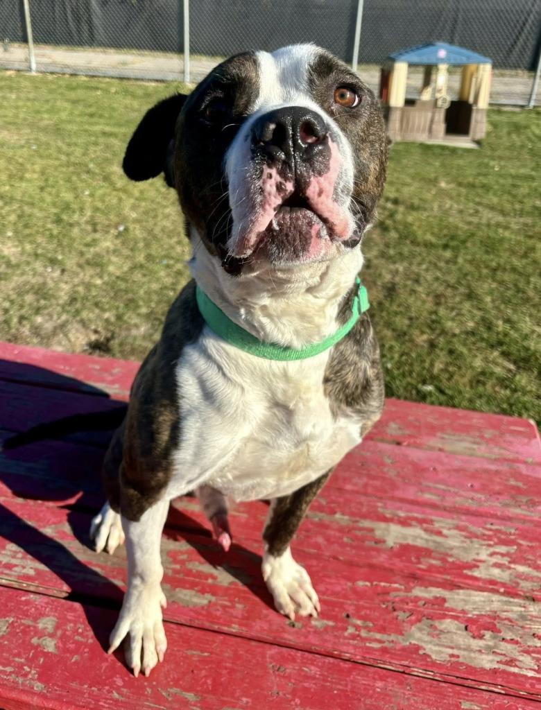 Tiger, Adoptable, Adult Male Mixed Breed.