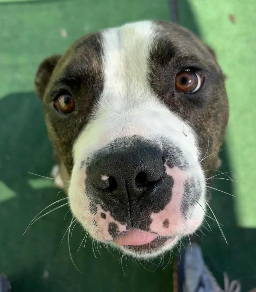 Tiger, a Adoptable mixed breed in Warren, MI image 2/5