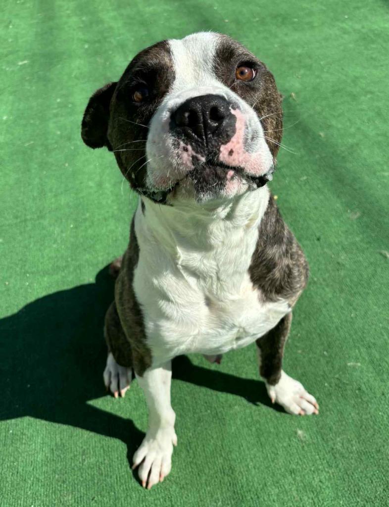 Tiger, a Adoptable mixed breed in Warren, MI image 3/5