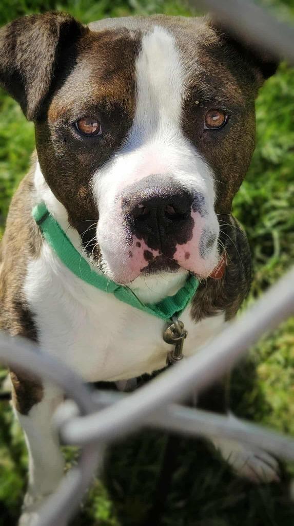 Tiger, a Adoptable mixed breed in Warren, MI image 4/5