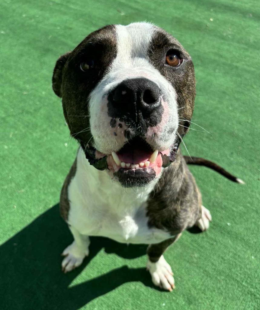 Tiger, a Adoptable mixed breed in Warren, MI image 5/5