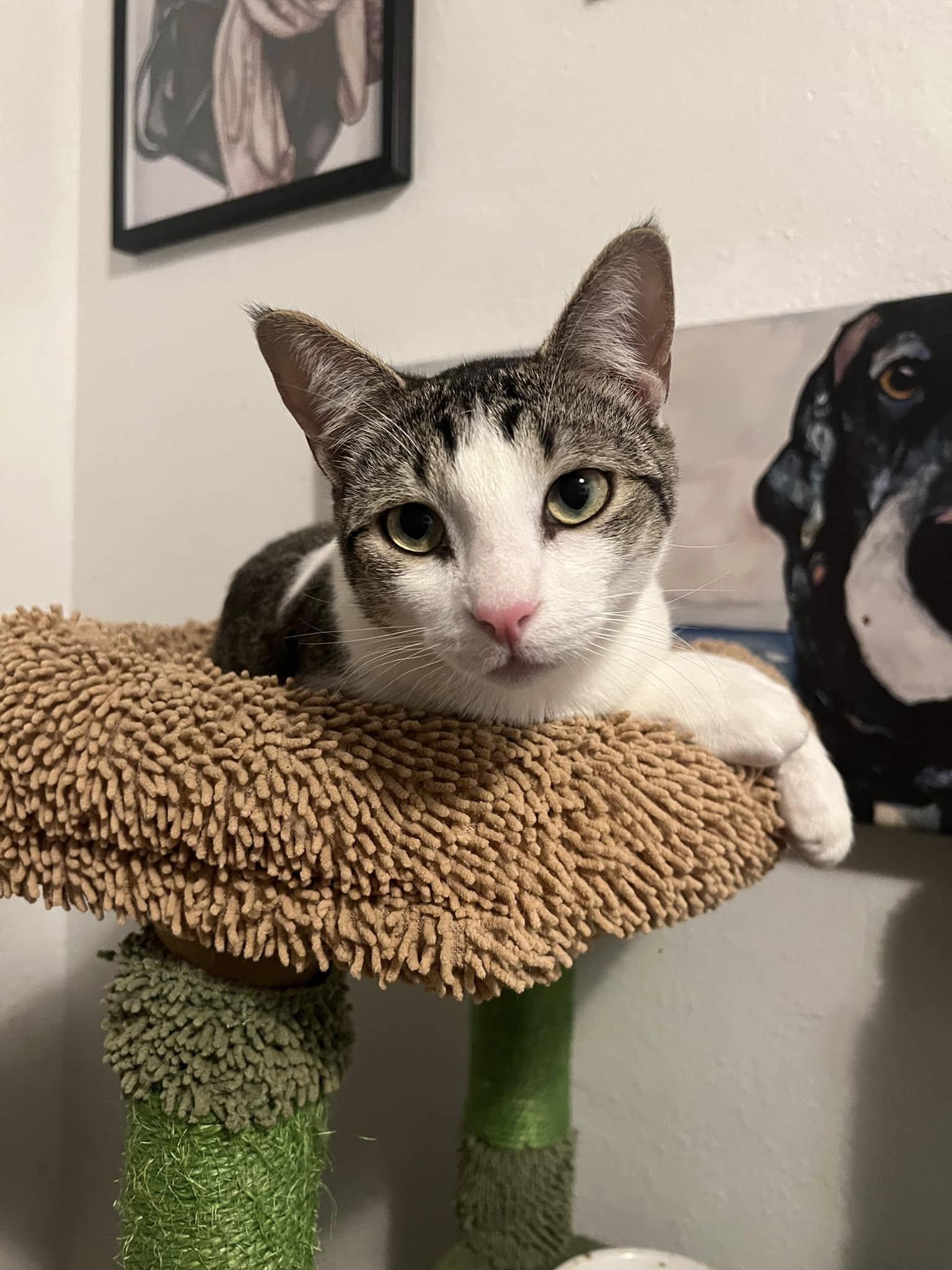 Enlarge Froggy, a Adopted Domestic Short Hair in Fort Worth, TX image 2/6