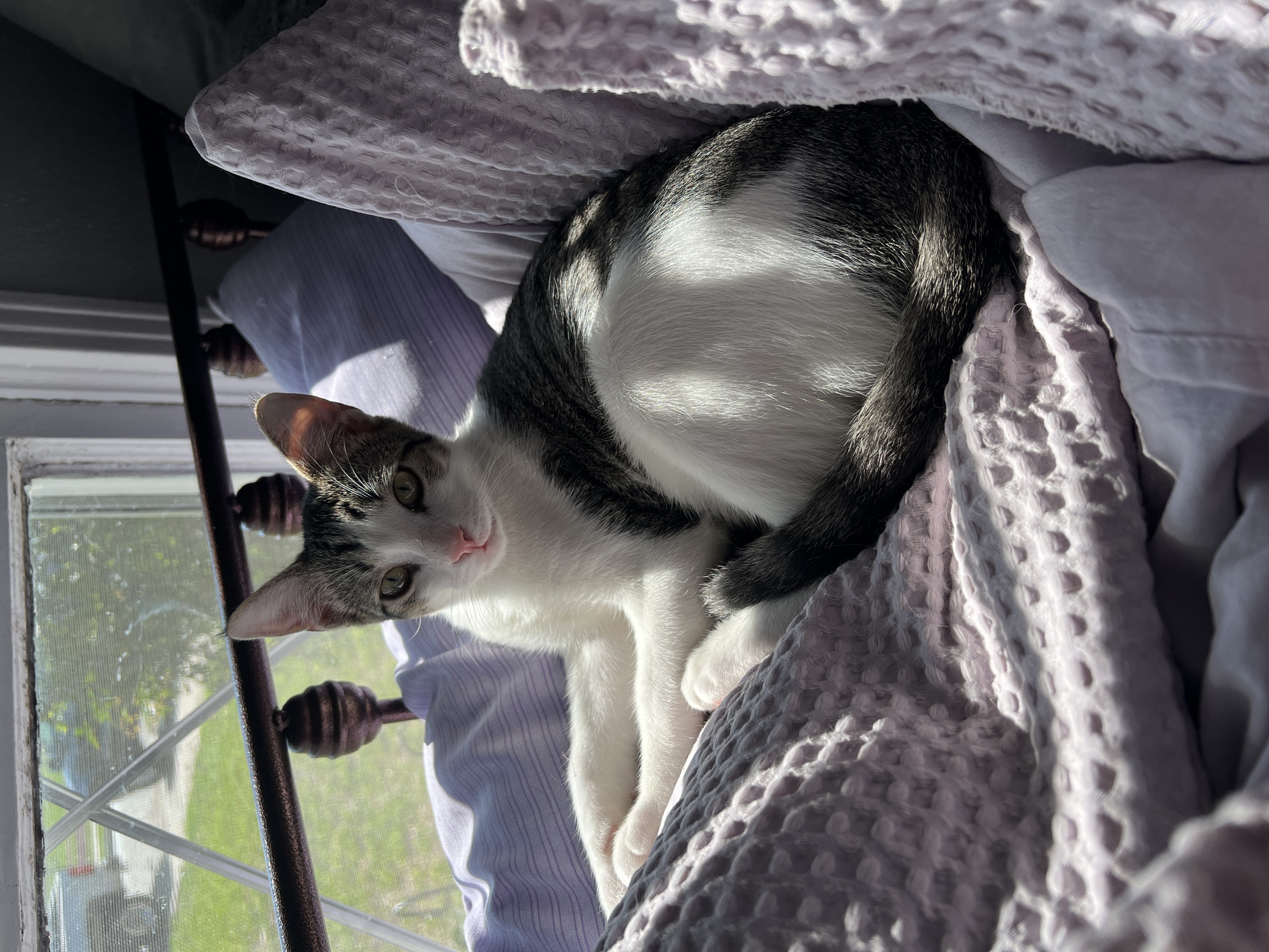 Enlarge Froggy, a Adopted Domestic Short Hair in Fort Worth, TX image 5/6