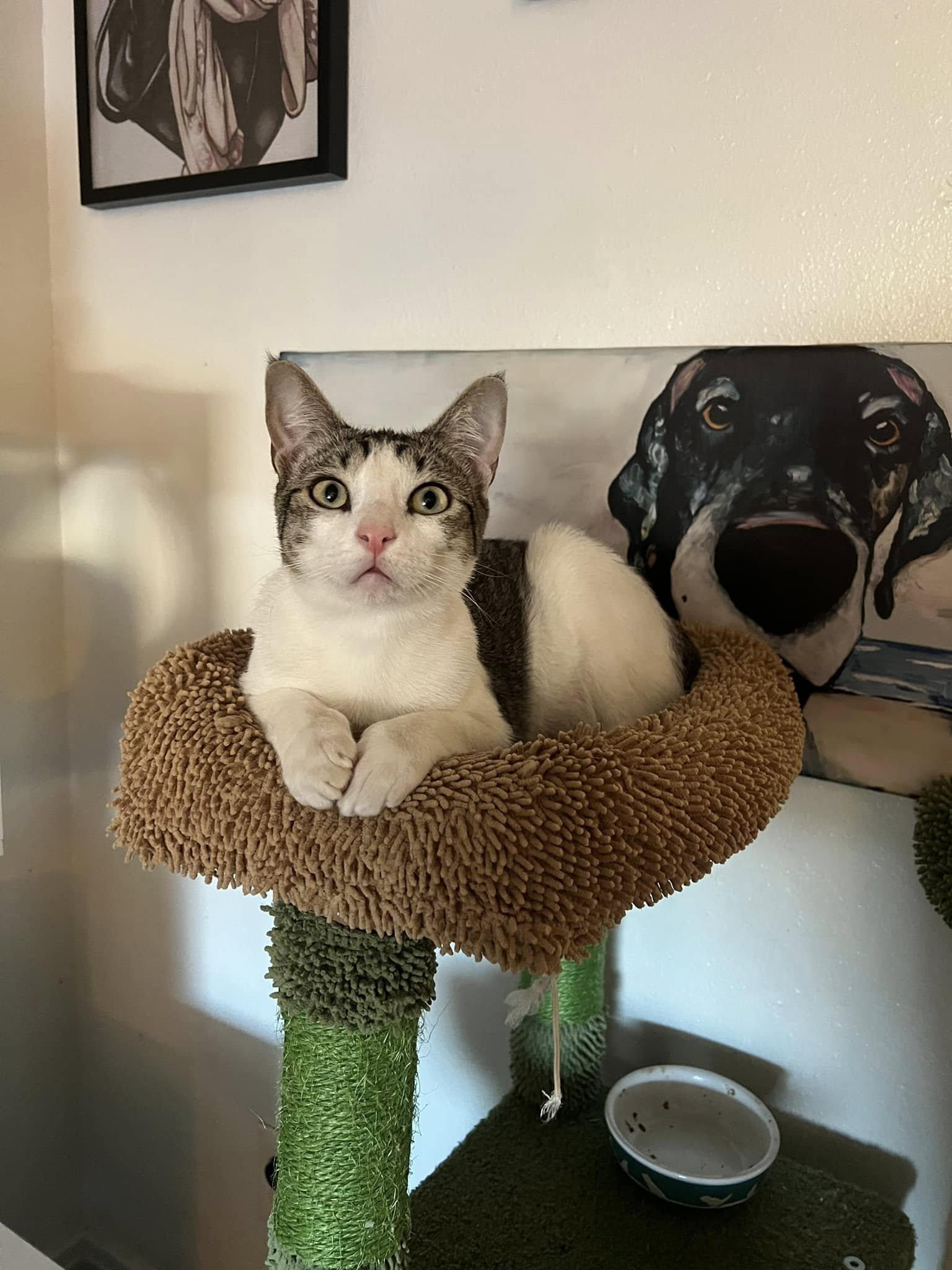 Froggy, Adopted, Young Male Domestic Short Hair.