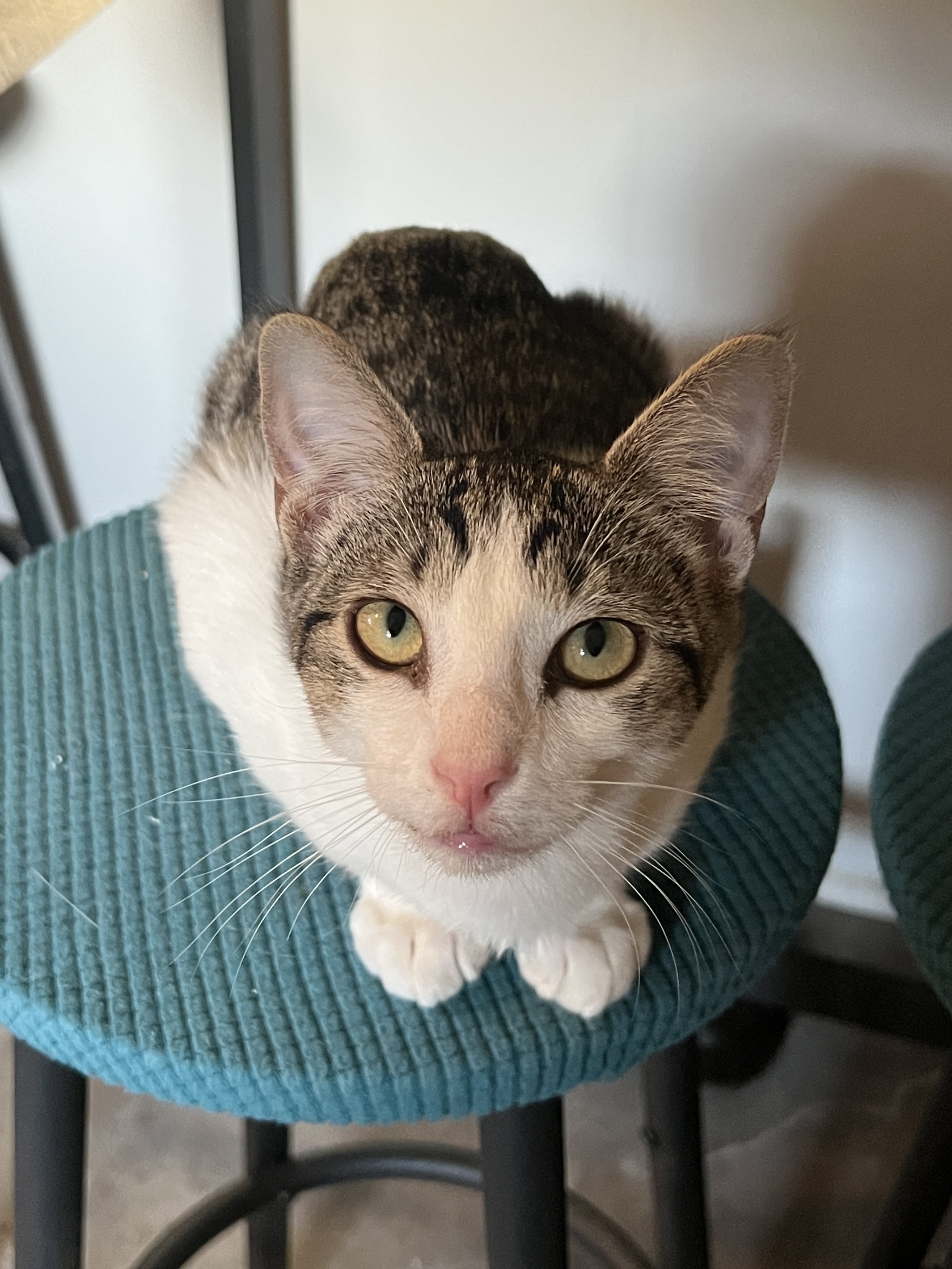 Enlarge Froggy, a Adopted Domestic Short Hair in Fort Worth, TX image 6/6