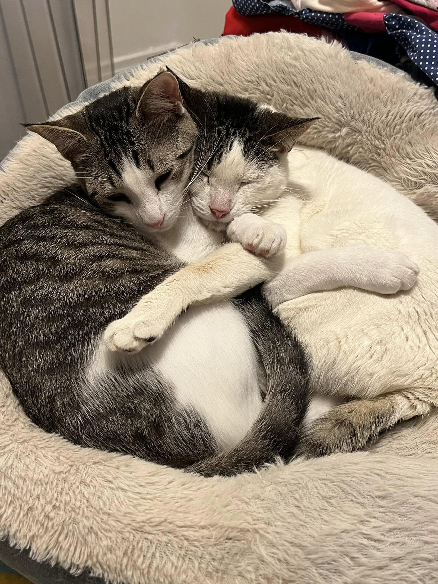 Enlarge Froggy, a Adopted Domestic Short Hair in Fort Worth, TX image 3/6