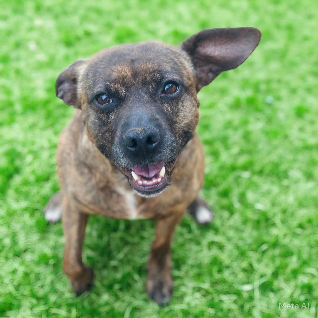 Tawny, a Adoptable mixed breed in Brownsboro, AL image 1/3