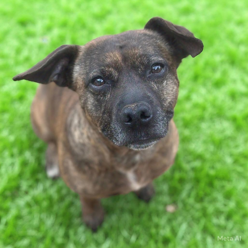 Tawny, Adoptable, Adult Female Mixed Breed.