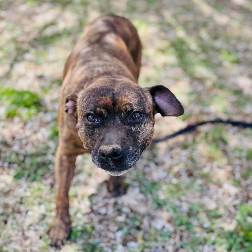 Tawny, a Adoptable mixed breed in Brownsboro, AL image 3/3