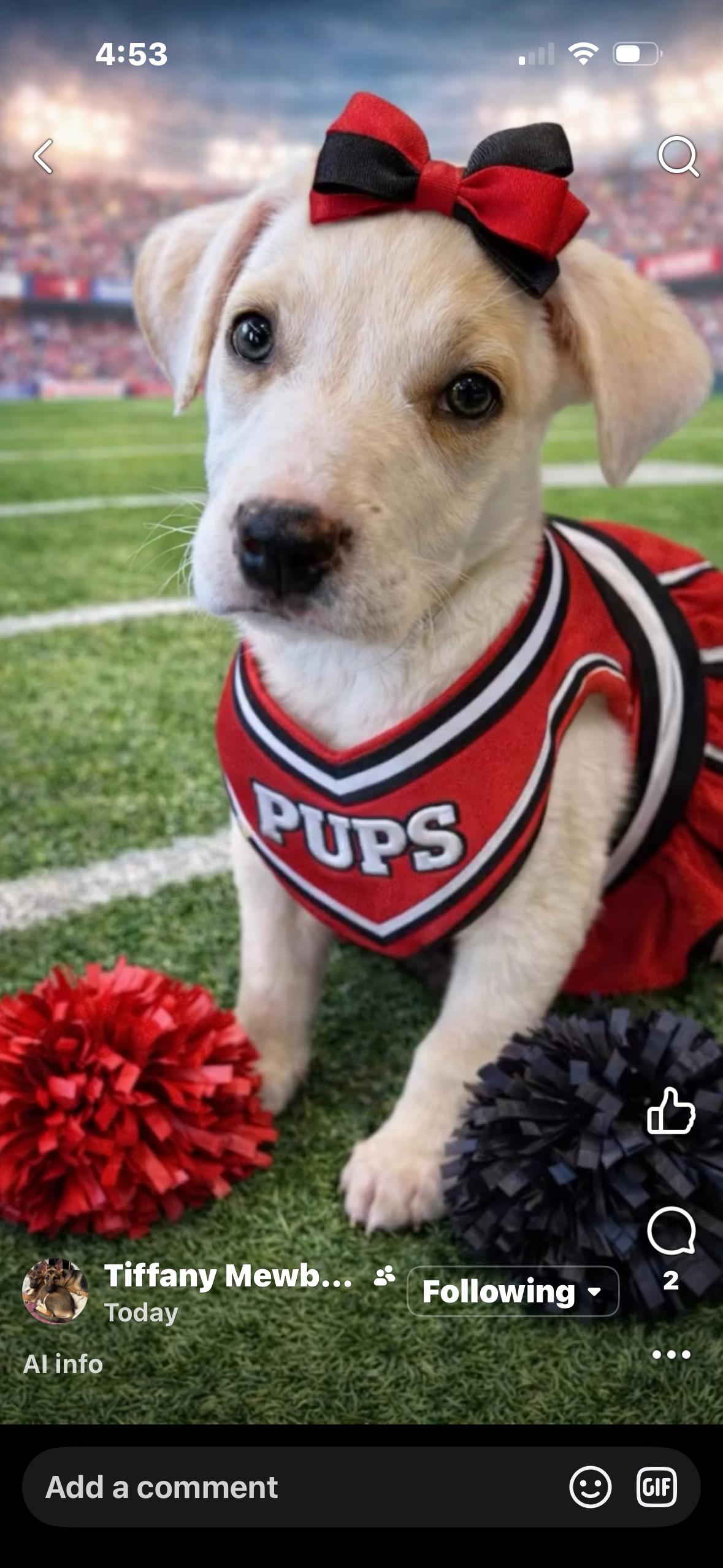 Enlarge Sandy, a ADOPTABLE mixed breed in Cumming, GA image 3/3