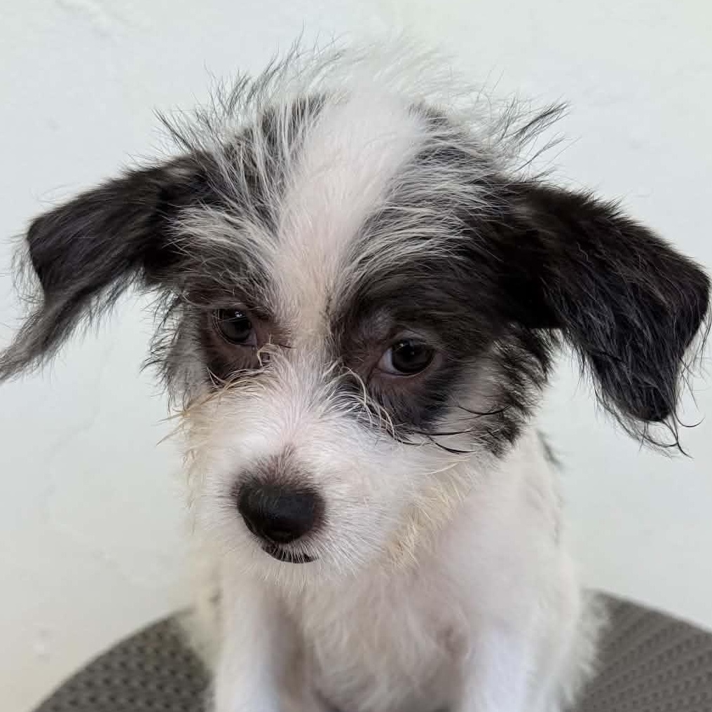 Domino, an adopted mixed breed in ISABELA, PR image 4/5