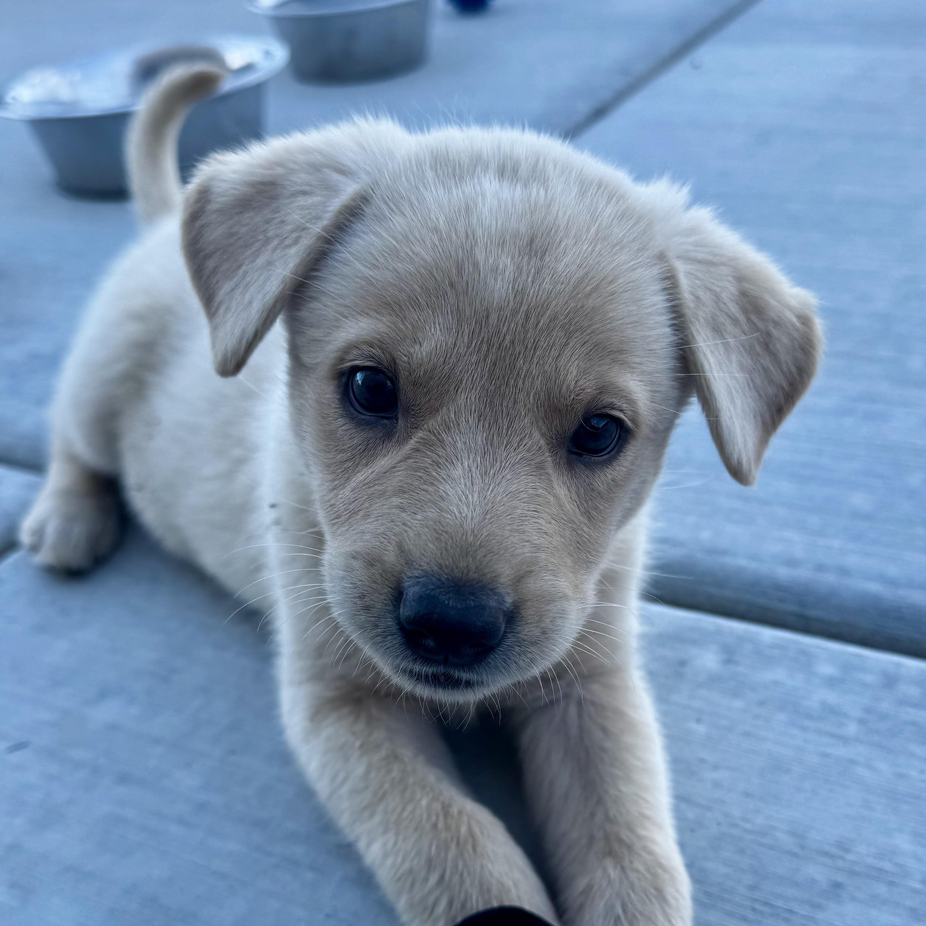 Enlarge Meet STERLING - OKLAHOMA 9, a Adoptable mixed breed in Eagle, ID image 2/6