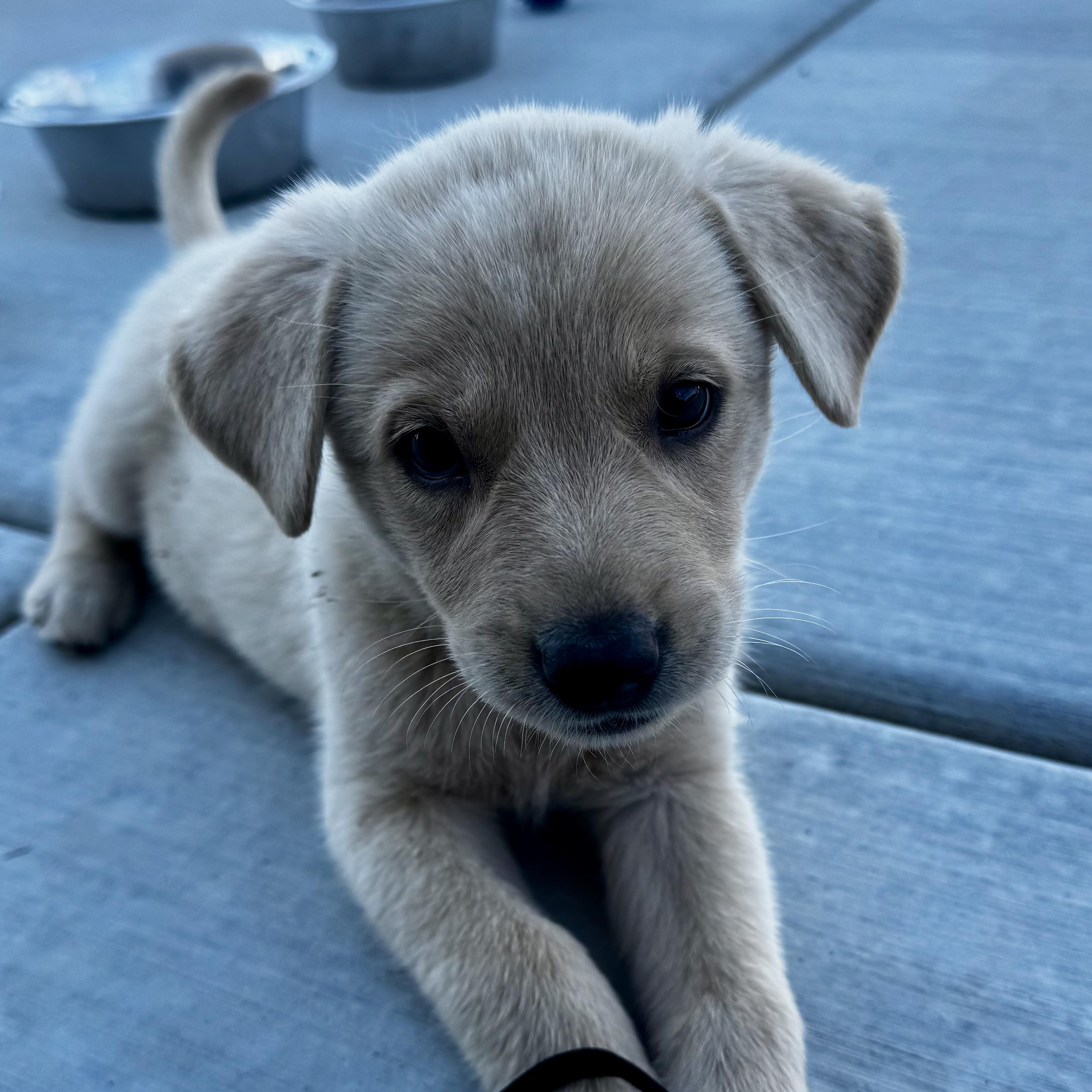 Enlarge Meet STERLING - OKLAHOMA 9, a Adoptable mixed breed in Eagle, ID image 3/6
