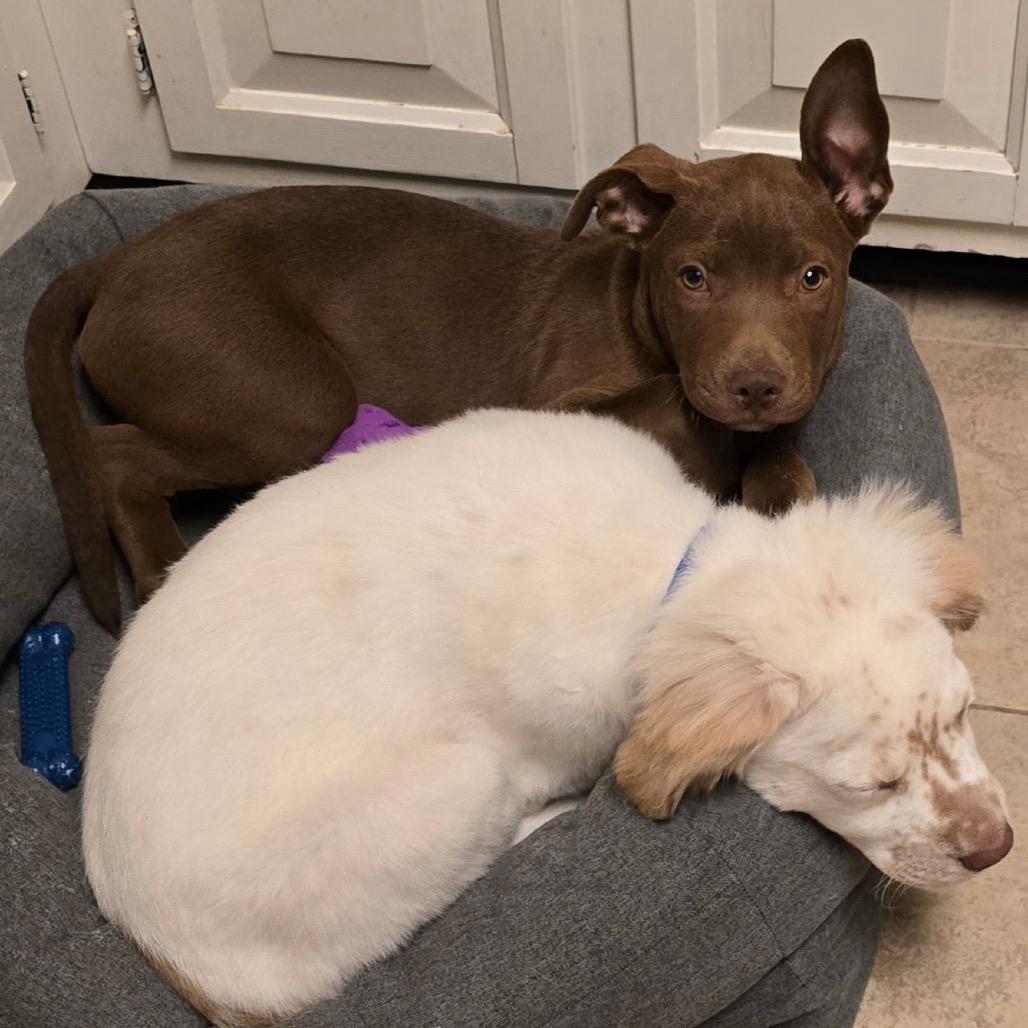 Buster Brown, Adoptable, Young Male English Bulldog.