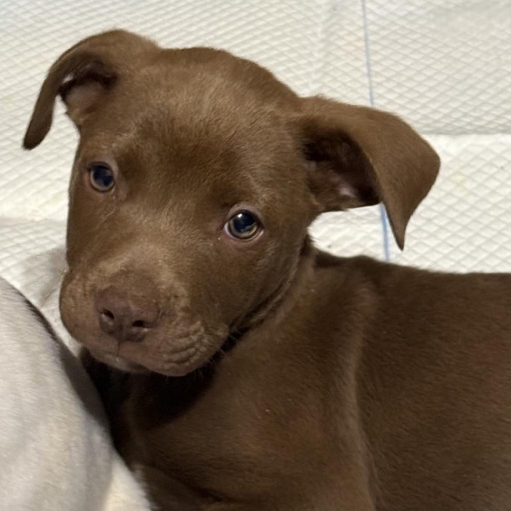 Buster Brown, a Adoptable English Bulldog in Duck River, TN image 5/6
