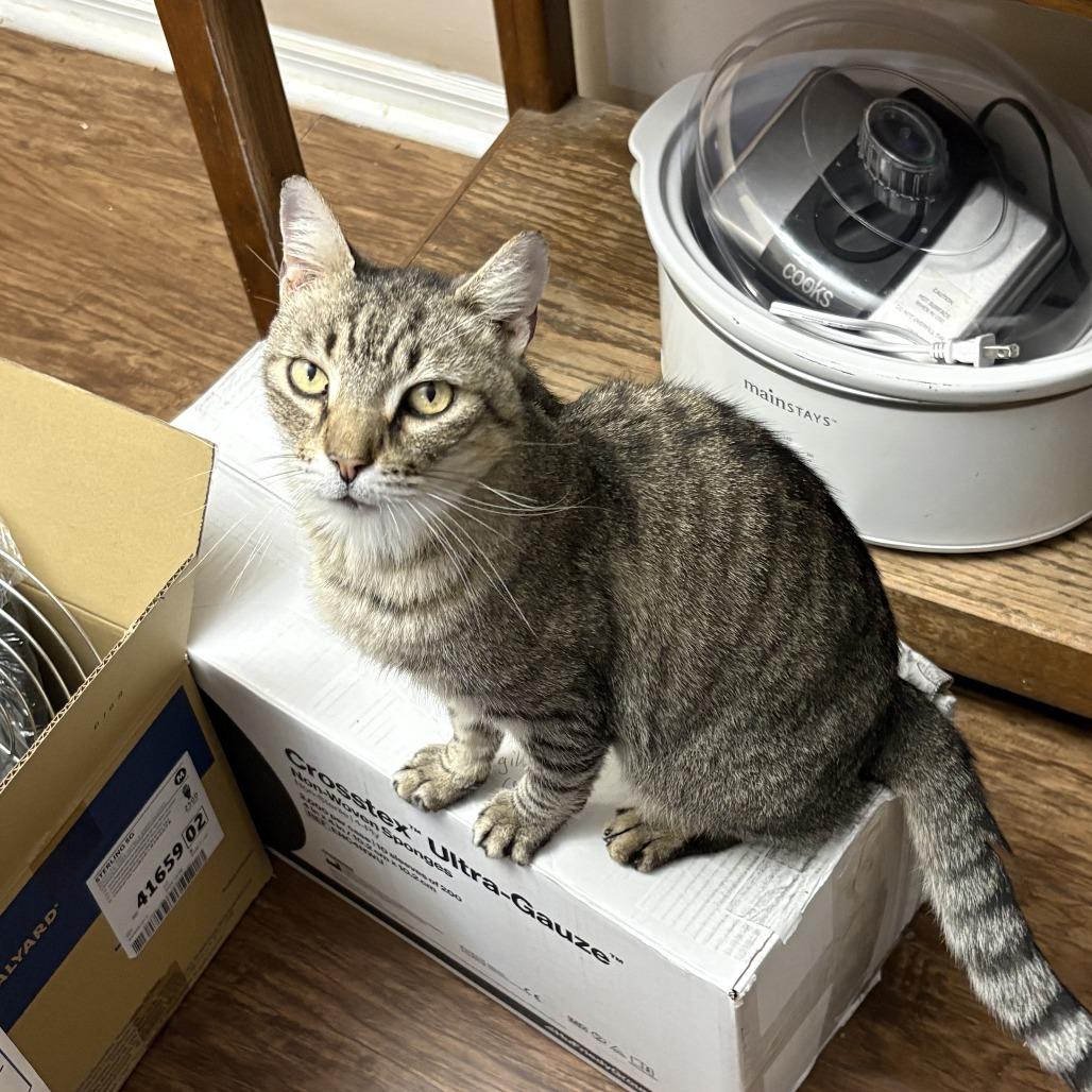 Tigger, a Adoptable Domestic Short Hair in Columbus, GA image 1/3