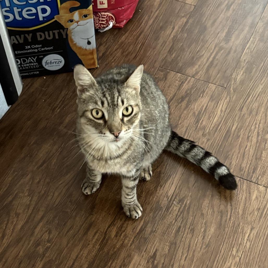 Tigger, a Adoptable Domestic Short Hair in Columbus, GA image 2/3