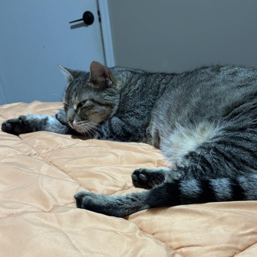 Tigger, a Adoptable Domestic Short Hair in Columbus, GA image 3/5