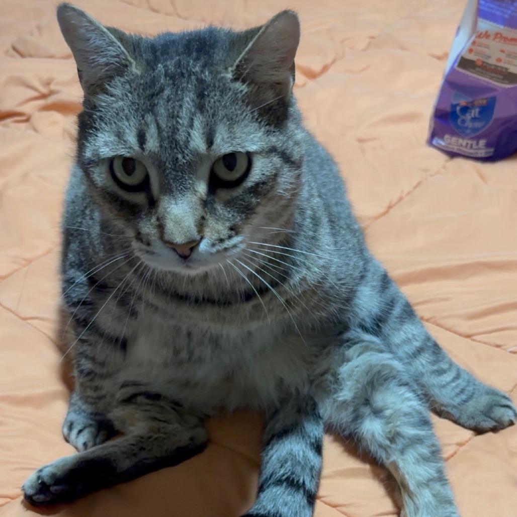 Tigger, a Adoptable Domestic Short Hair in Columbus, GA image 4/5