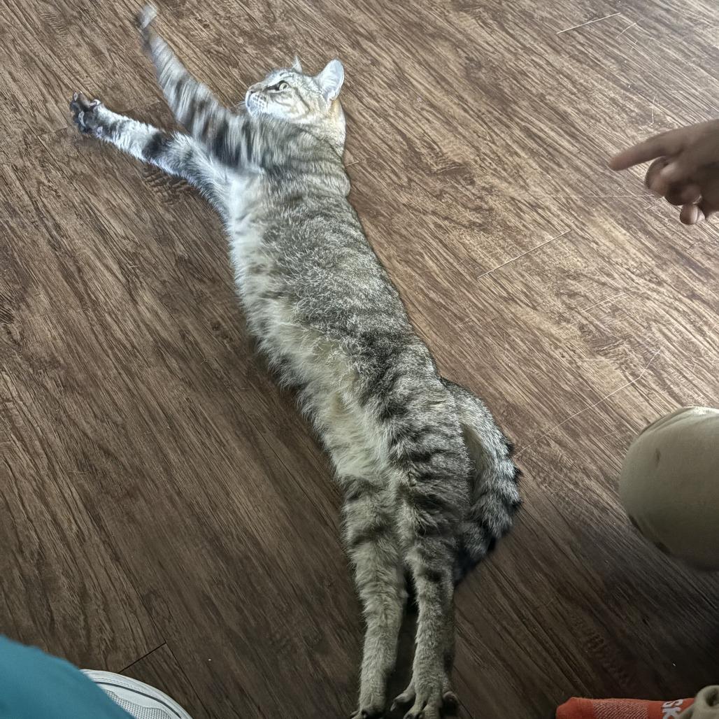 Tigger, a Adoptable Domestic Short Hair in Columbus, GA image 3/3